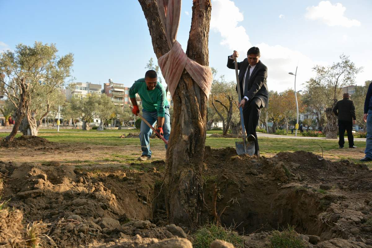 ZEYTİNLİ PARKA 100 YIL SONRA İLK ZEYTİN AĞACI DİKİLDİ