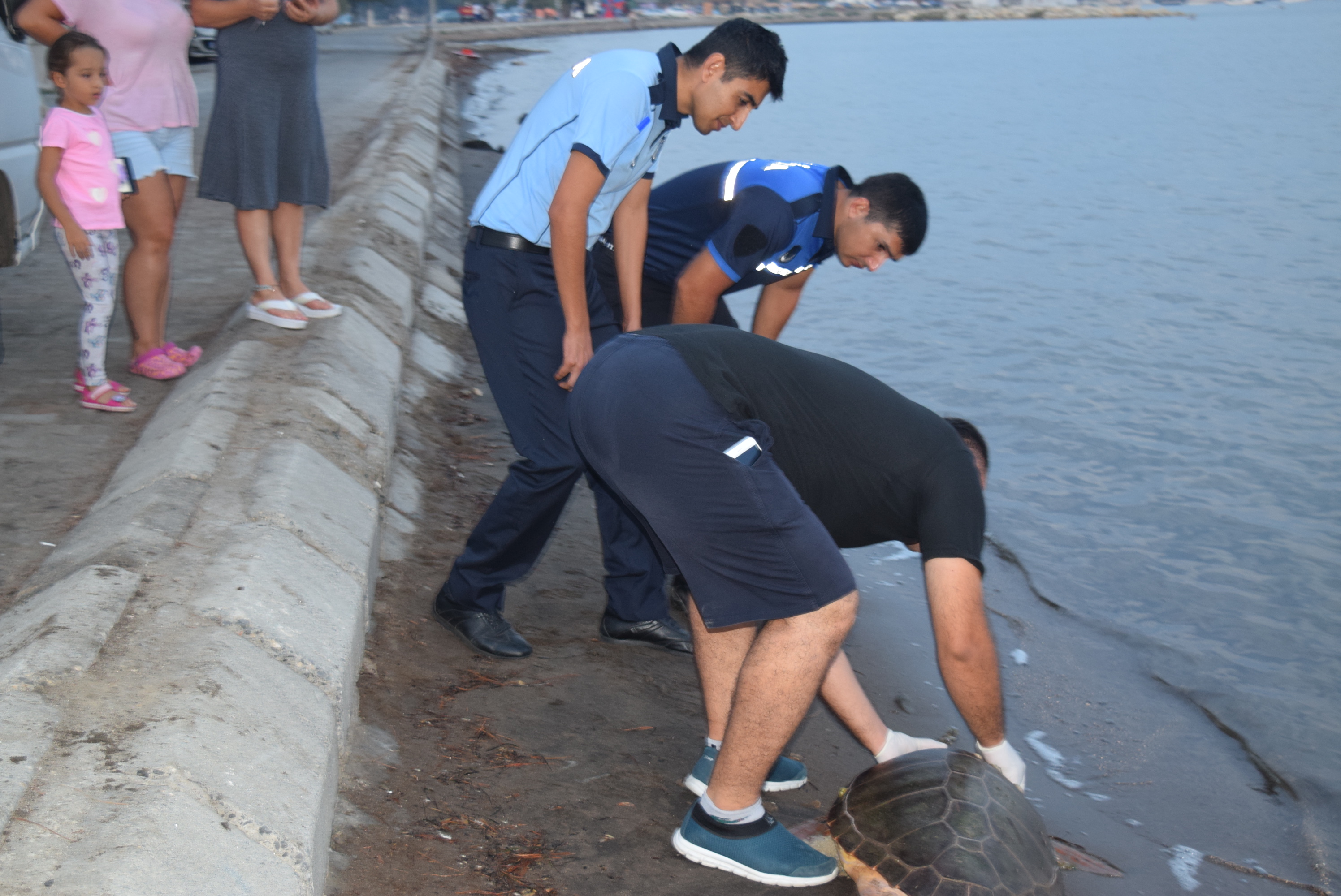 Aliağa sahilinde caretta caretta ölü bulundu