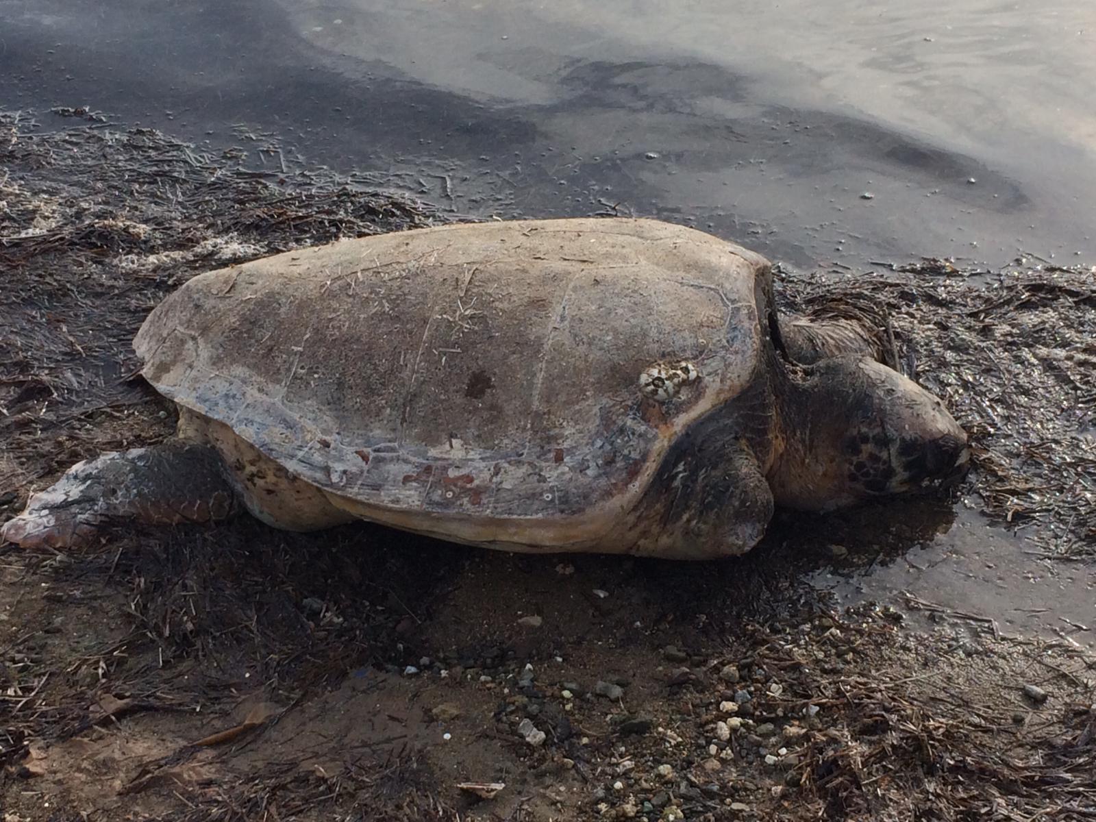 İzmir Aliağa'da Ölü Caretta Caretta Bulundu.