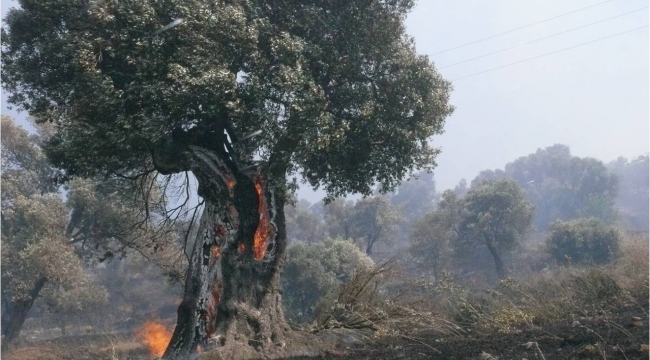 İzmir ve Manisa'da 182 Adet Orman Dışı, Kırsal Yangına Müdahale Edildi .