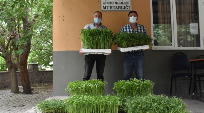 Menemen'de yerli tohumlar toprakla buluştu