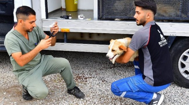 Bir yılda 25 bin kedi ve köpek kısırlaştırıldı