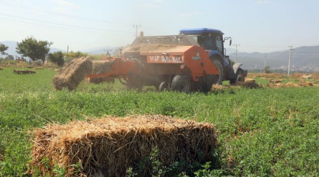 Muğla'da balyalar hazırlanıyor... Kaba yem üreticiye dağıtılacak