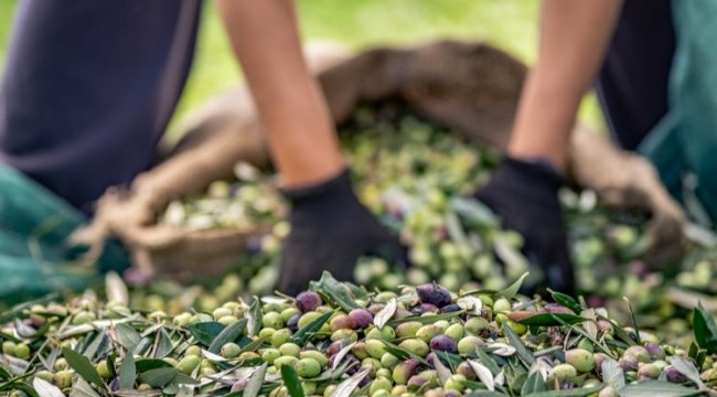 Sofralık zeytin ihracatı 100 bin tonu aştı