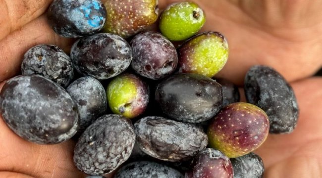 Garaova Dilmit Zeytin Şenliği'ne hazırlanıyor