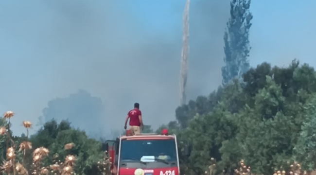 Aliağa'da Tehlikeli Yangın Kontrol Altına Alındı: 100 Dönüm Zarar Gördü!
