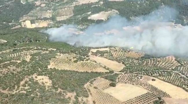 Bergama'da orman yangını