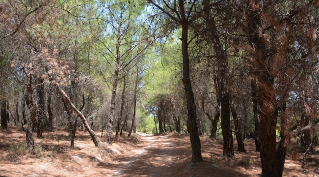 İzmir'de ormanlık alanlara giriş yasağı