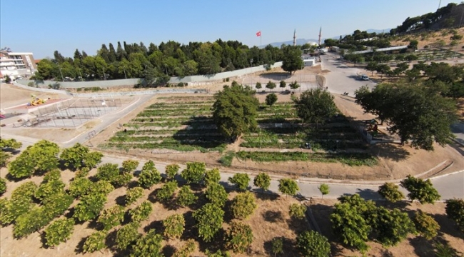 Mahalle bostanında hasat zamanı