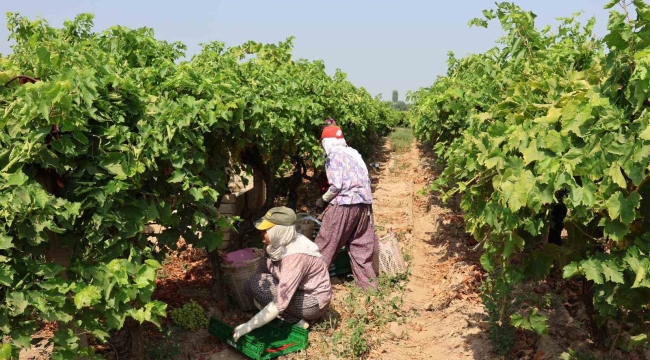 Sultani çekirdeksiz sofralık üzüm 25 Temmuz'da ihracat yolcusu