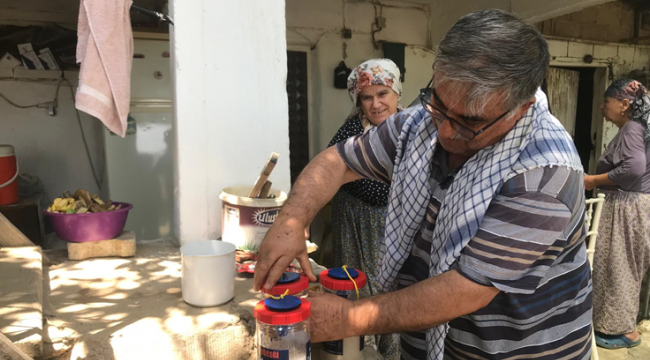 İncirde ekşilik böceği ile doğal mücadele 