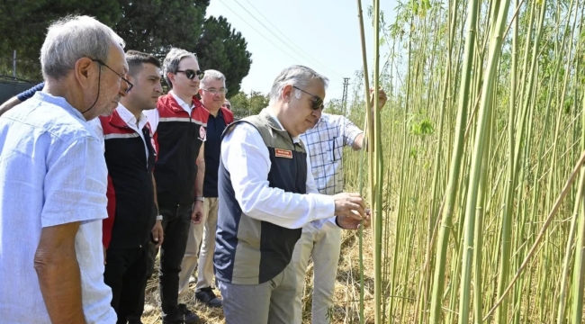 İzmir'de İlk İzinli Kenevir Hasadı Gerçekleştirildi