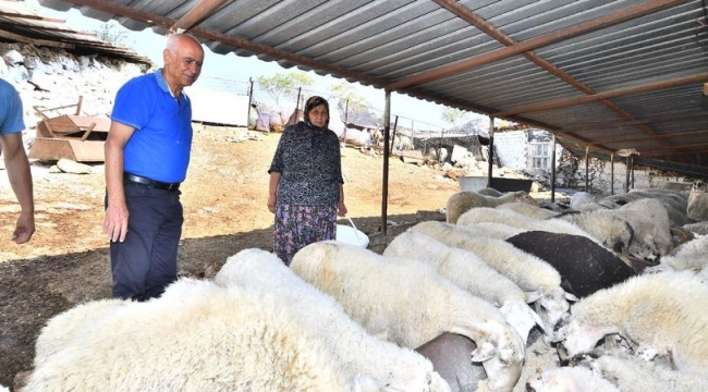 Merasız kalan hayvanlar yem desteğiyle yaşama tutundu