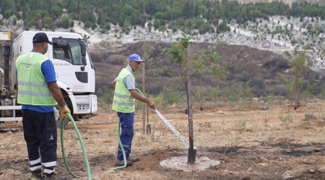 9 Eylül'de İzmir'in dağlarında çiçekler açtı