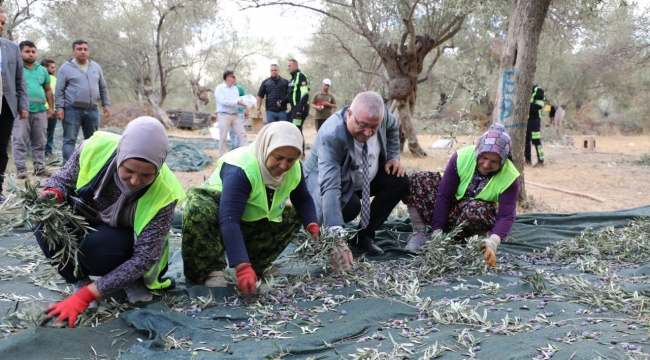 Edremit Belediyesi'nde zeytin hasadı başladı