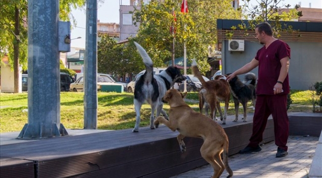 İzmir'de sahipsiz köpeklerin sayımı başladı