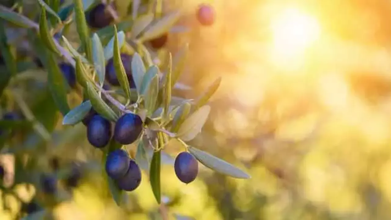 Sofralık zeytin ihracatında tarihi rekor