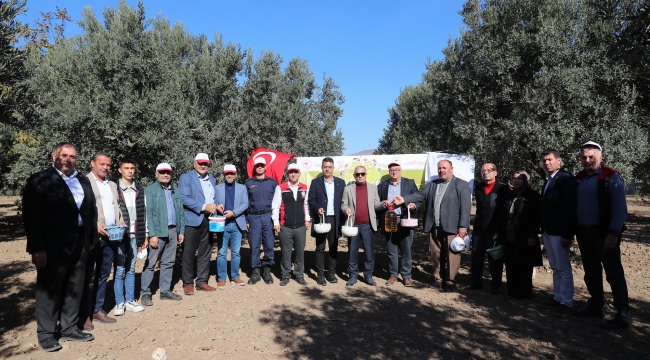 Aliağa'da 3. Zeytin Hasat Şenliği Düzenlendi