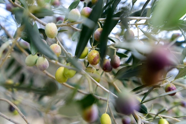 İzmir Bornova'da zeytin üreticilerine lojistik destek