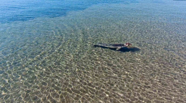 Tedavisi tamamlanan Akdeniz foku mavi sularla buluştu