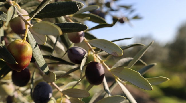 Bergama Belediyesi Zeytin Ve Fıstıkta Markalaşma Yolunda