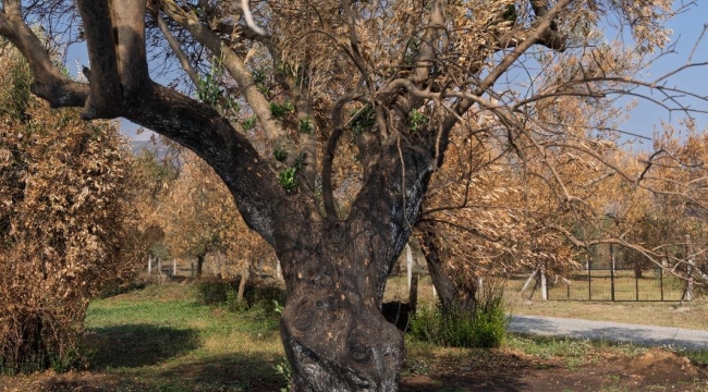 Zeytin ağaçları küllerinden doğacak