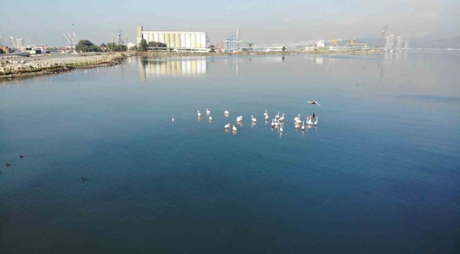 İzmir Körfezi'nde temizlik sonrası doğa canlandı, flamingolar ve pelikanlar geri döndü