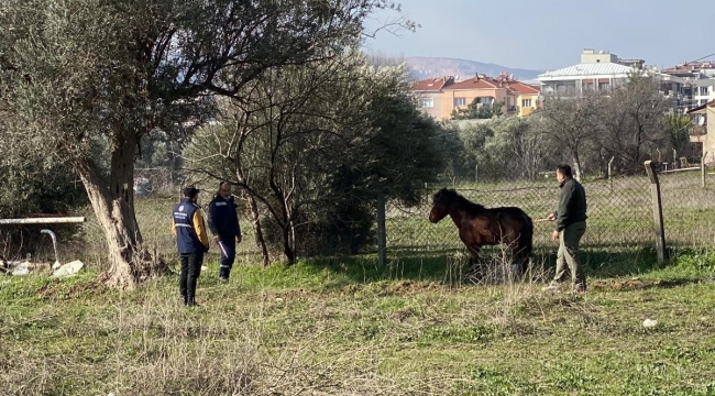 Yaralı halde bulunan yılkı atı tedavi edildi