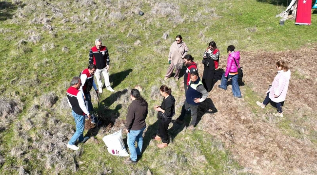 Yarımada kadınları sakız ağacına can katıyor